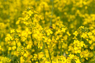 Rapeseed Field and Flying Bee in Background. Beautiful Blooming Scene. Yellow Color. Macro