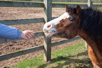 The hand that feeds- timid wild pony horse stretches out to take feed pellets from the hand...