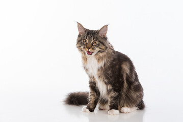 Curious Gray Maine Coon Cat Sitting on White Desk with Reflection. White Background. Open Mouth.