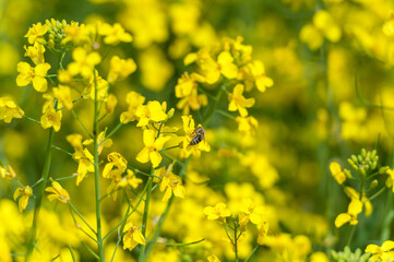 Rapeseed Field and Flying Bee in Background. Beautiful Blooming Scene. Yellow Color. Macro