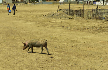 A lonely and dirty pig sow crossing an open stretch of township land with two unrecognisable people in the far background