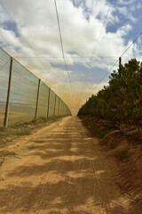 Obraz premium Diminishing perspective of an apple orchard with netting over it