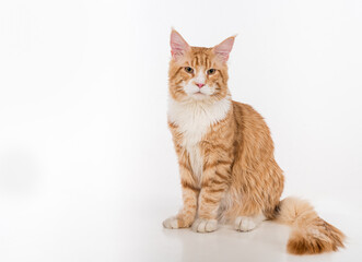 Curious Maine Coon Cat Sitting on the White Table with Reflection. White Background.