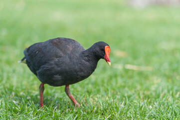 Little Black Cormorant. Bird in Australia