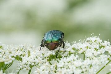 Green Rose Chafer, Cetonia Aurata, feeding Bishop's weed, Macro. Shallow DOF. Back