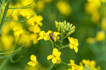 Blooming Rapeseed Field And Flying Bee in Background. Collecting Honey. Macro.