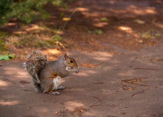 Squirrel eating Nuts in Greenwich Park, London. England, United Kingdom.