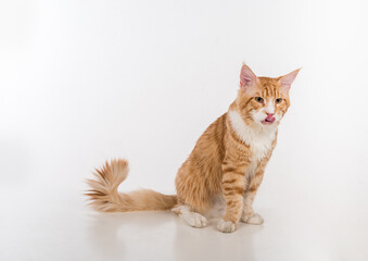 Curious Maine Coon Cat Sitting on the White Table with Reflection. White Background. Open Mouth, Tongue Out.