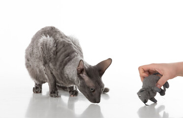 Black Cornish Rex Cat Sitting on the White Table with Reflection. White Background. Woman Hand with Mouse Toy.