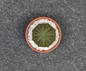 Obraz na płótnie Canvas Euphorbia Obesa Cactus. Isolated on white background. Close Up
