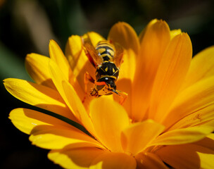 natural scenery, close-up of a wasp on a marigold flower