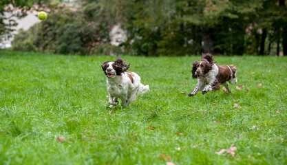 Naklejka na ściany i meble Two English Springer Spaniels Dogs Running and Playing on the grass. Playing with Tennis Ball.