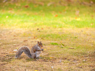 Naklejka na ściany i meble Squirrel Eating Cookie in the Greenwich Park, London. England, United Kingdom.