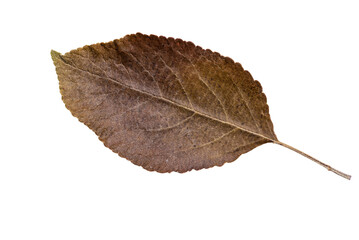 Autumn Color Leaf. Isolated on White Background.