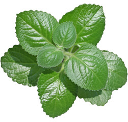 Fresh green peppermint plant. Beautiful healthy herb, mint ingredients on white and transparent background. Png file.