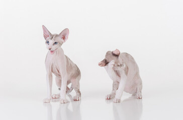 Bright Hairless Very Young Peterbald Sphynx Cats Sitting on the white table with reflection. White background. Open Mouth.