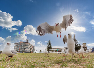 Feeding Silver Gull in Bondi Beach, Sydney, Australia. Wide Angle