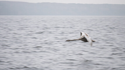 Fototapeta na wymiar Flying Gray Swan. Panning. Beautiful Wild Animal.