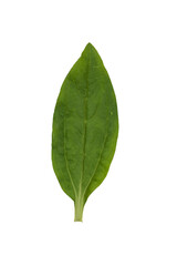 Obraz premium Green Leaf Isolated on White Background.