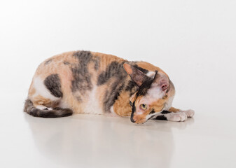 Curious Cornish Rex Cat Sitting on the White Desk. White Background