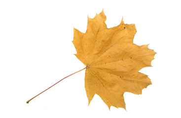 Autumn Color Maple Leaf. Isolated on White Background.
