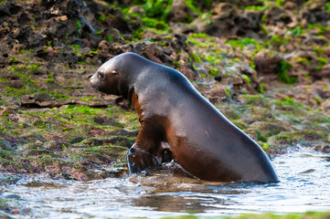 Obraz premium SOUTH AMERICAN SEA LION pup,Peninsula Valdes, Chubut,Patagonia ,Argentina