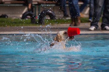 Hunde beim Hundebadetag im Freibad