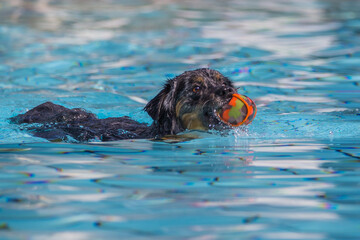Dunkelbrauner Labrador Hund apportiert einen Ball im Wasser im Freibad in Nagold beim Hundebadetag....