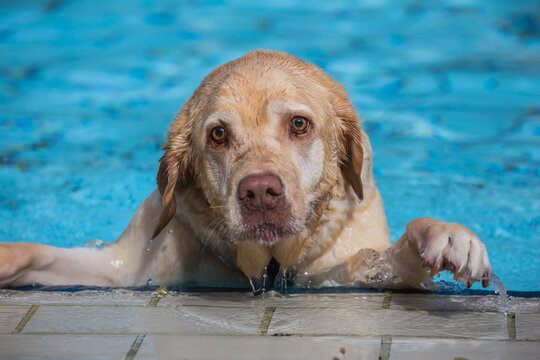 Heller Labrador Hund schwimmt im Wasser im Freibad in Nagold beim Hundebadetag und versucht aus dem Becken zu klettern. Baden-W&uuml;rttemberg, Nordschwarzwald, Nagoldtal	