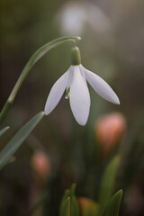 Obraz premium one snowdrop close-up