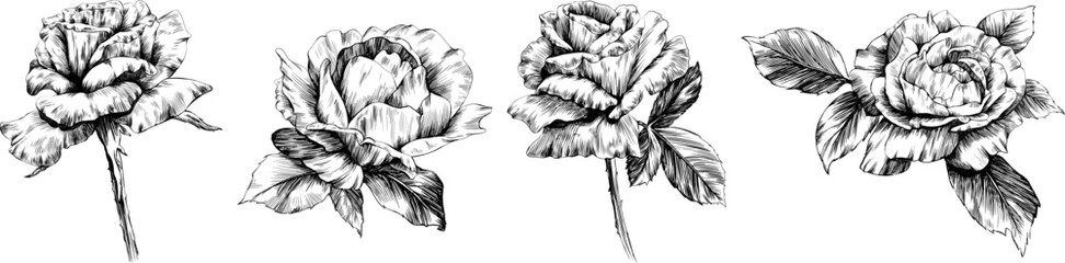 Rose flower isolated on white. hand drawn vintage illustration.