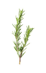 fresh rosemary isolated on transparent png