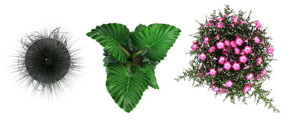 decorative flowers and plants for the interior, top view, isolated on transparent background, 3D illustration, cg render