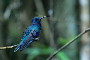 Violet Sabrewing - Campylopterus hemileucurus, beautiful blue hummingbird from montane forest of Volcán, Panama.