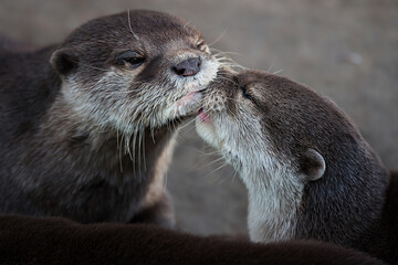Otter (Lutra Lutra) and her cuteness and her funny face
