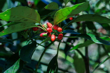 春に赤い身をつけるアオキ