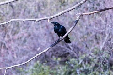巣作りの準備虫のカラス