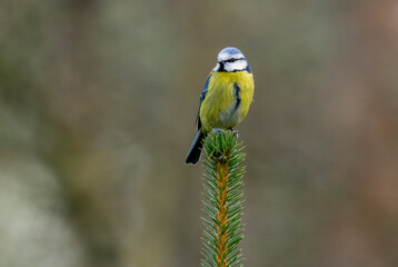 Blue tit perched on the top of a conifer tree looking around