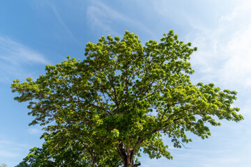 Low angle shot of a tall tree with green leaves with a blue sky.