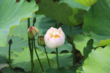 Buds of Lotus flowers,close-up of beautiful white lotus flower blooming in the pond in summer