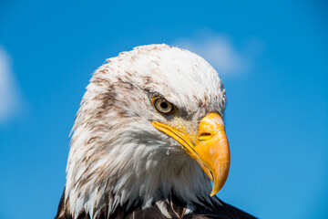 Greifvögel in Deutschland