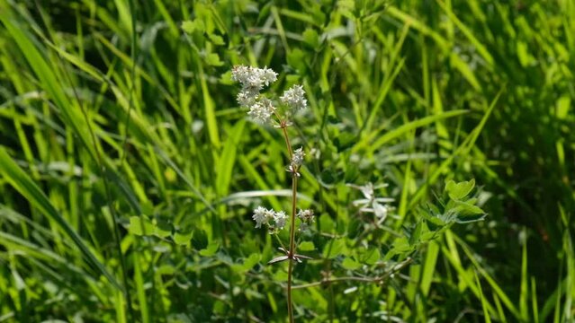 Summer forest, green grass, fragile flower on the wind . Fresh green grass and flowers bottom view, close up. summer vibes. Atmospheric mood