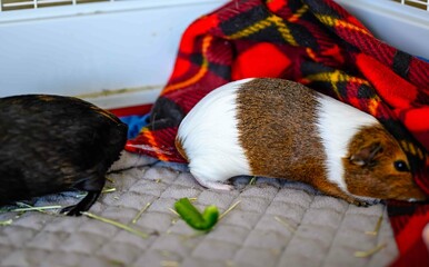 guinea pig ejecting urine on a subordinate as a way of showing dominance and to chase it away. 