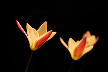 Fototapeta na wymiar Yellow red tulips isolated on black background