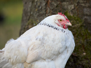 White Sussex chicken in garden