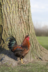 Red brown rooster standing by tree in garden