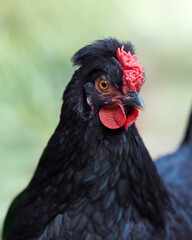 Close up of young black chicken