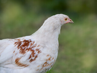 Close up of young white chicken