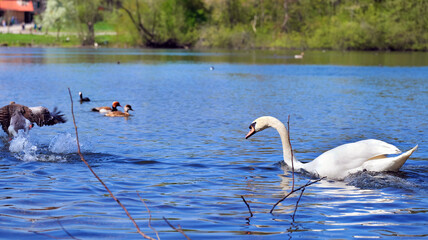 Swan chases a goose