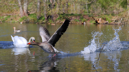 Goose flees on water from swan with neck stretched out - obrazy, fototapety, plakaty